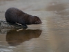 Mink
